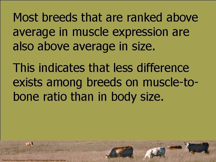 Most breeds that are ranked above average in muscle expression are also above average
