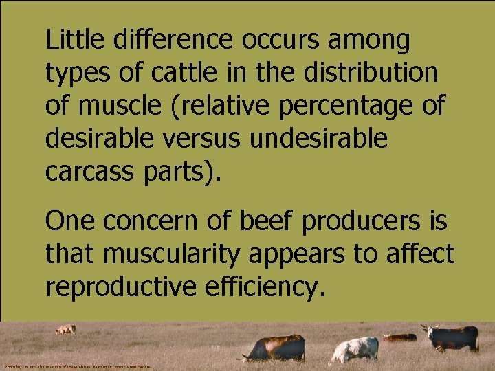 Little difference occurs among types of cattle in the distribution of muscle (relative percentage
