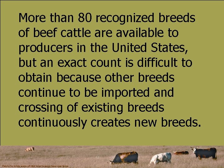 More than 80 recognized breeds of beef cattle are available to producers in the