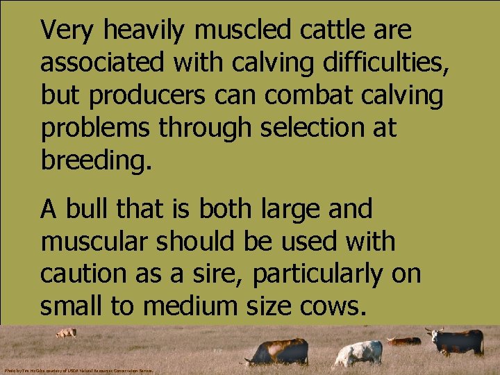 Very heavily muscled cattle are associated with calving difficulties, but producers can combat calving