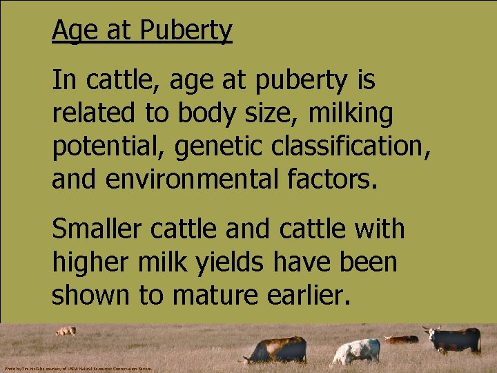 Age at Puberty In cattle, age at puberty is related to body size, milking