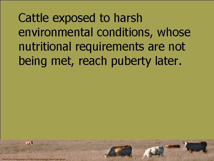 Cattle exposed to harsh environmental conditions, whose nutritional requirements are not being met, reach