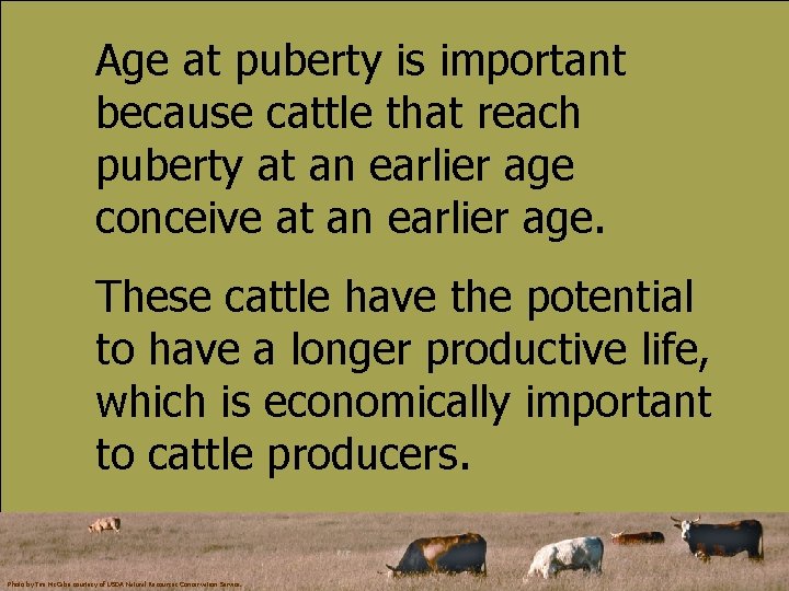 Age at puberty is important because cattle that reach puberty at an earlier age