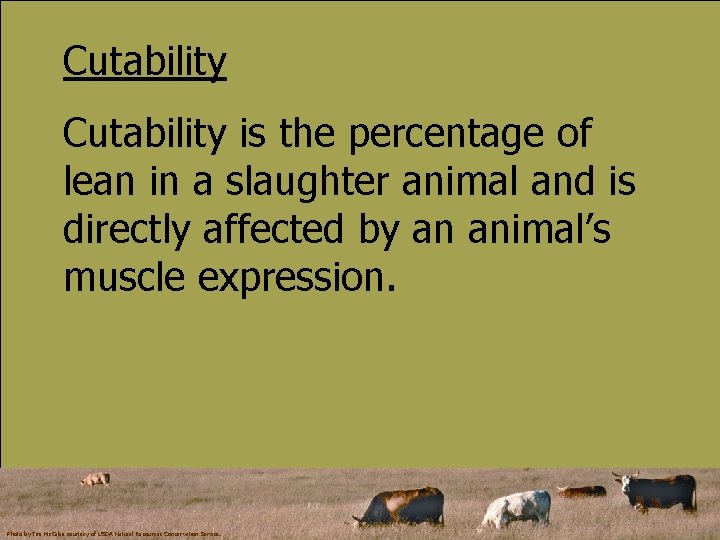 Cutability is the percentage of lean in a slaughter animal and is directly affected