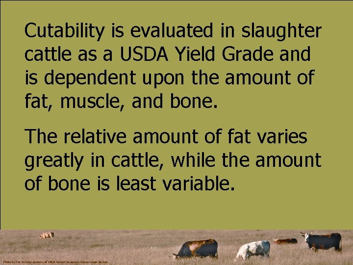 Cutability is evaluated in slaughter cattle as a USDA Yield Grade and is dependent