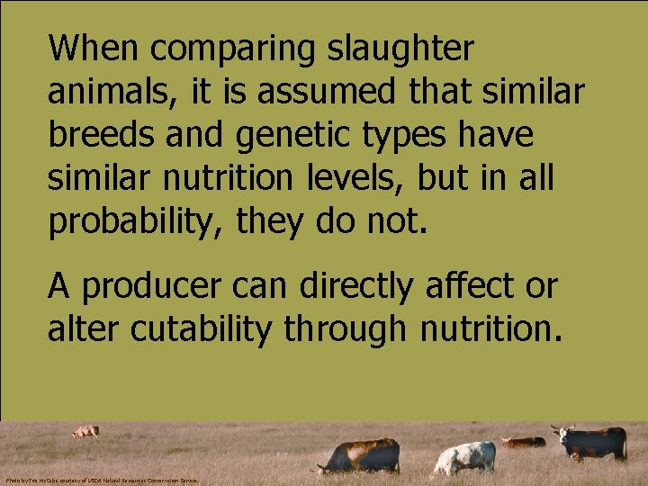 When comparing slaughter animals, it is assumed that similar breeds and genetic types have