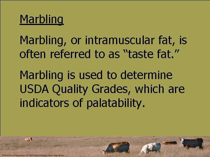 Marbling, or intramuscular fat, is often referred to as “taste fat. ” Marbling is