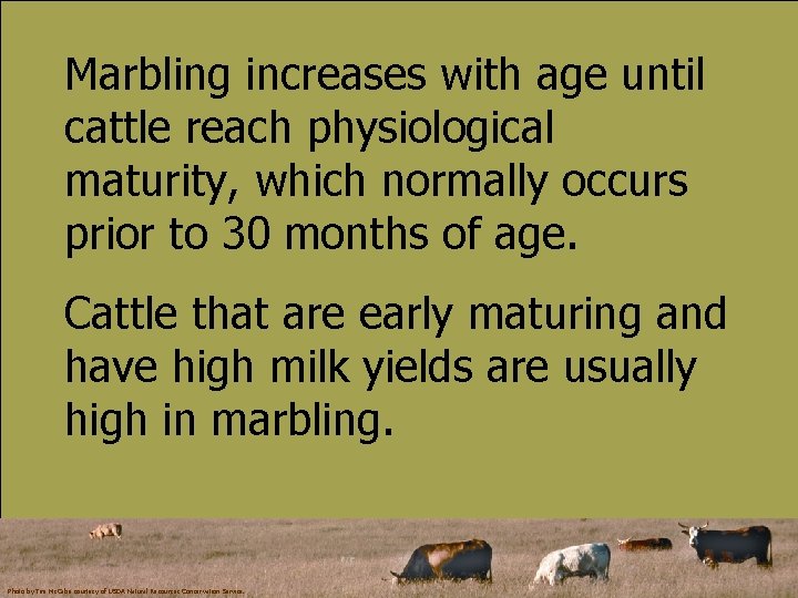 Marbling increases with age until cattle reach physiological maturity, which normally occurs prior to