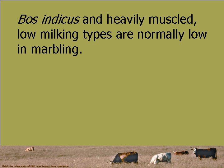 Bos indicus and heavily muscled, low milking types are normally low in marbling. Photo