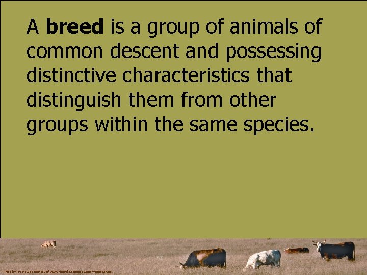 A breed is a group of animals of common descent and possessing distinctive characteristics