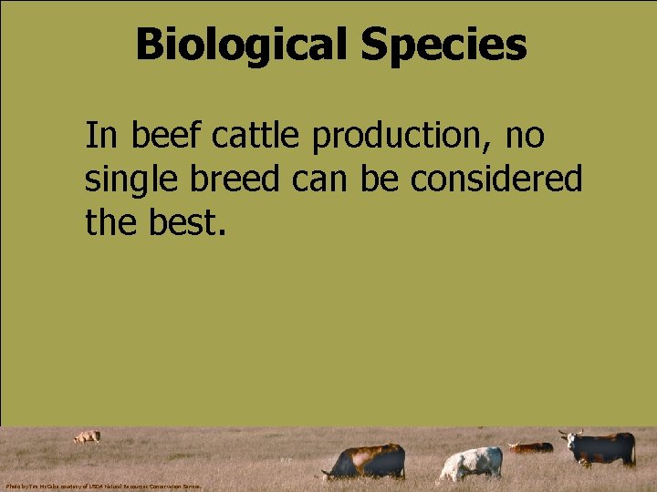 Biological Species In beef cattle production, no single breed can be considered the best.