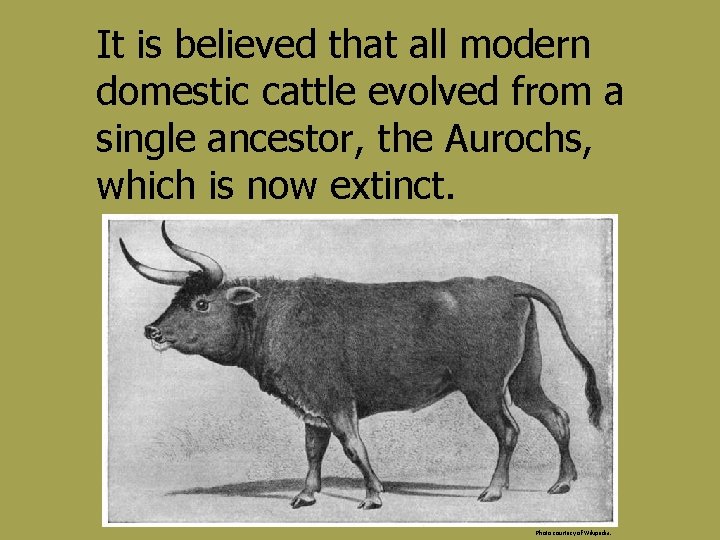 It is believed that all modern domestic cattle evolved from a single ancestor, the