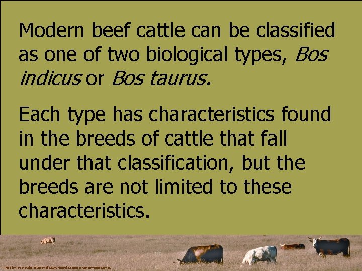Modern beef cattle can be classified as one of two biological types, Bos indicus