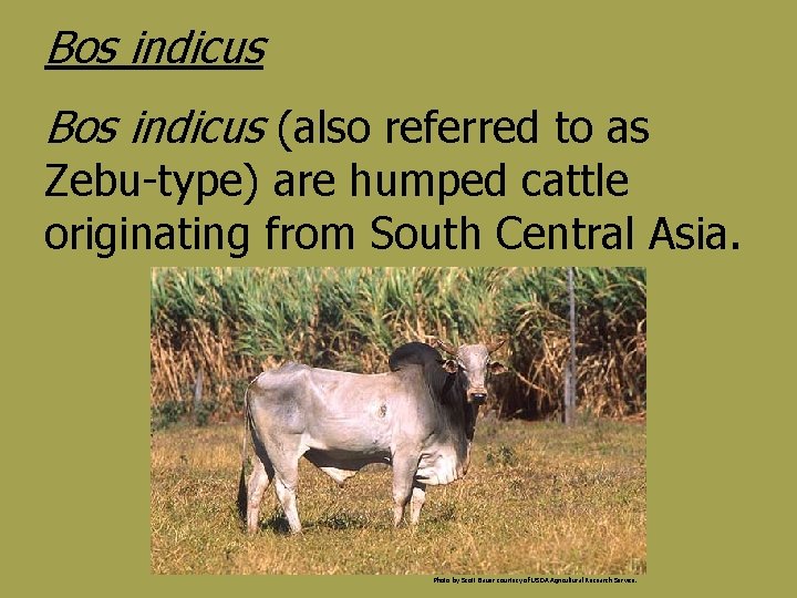 Bos indicus (also referred to as Zebu-type) are humped cattle originating from South Central