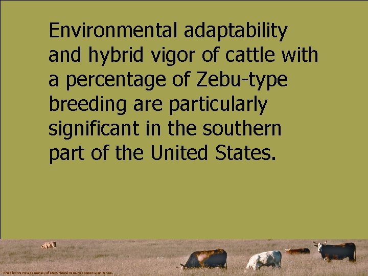 Environmental adaptability and hybrid vigor of cattle with a percentage of Zebu-type breeding are