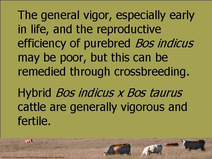 The general vigor, especially early in life, and the reproductive efficiency of purebred Bos