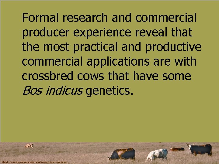 Formal research and commercial producer experience reveal that the most practical and productive commercial