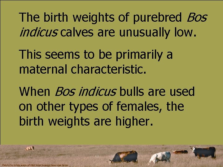 The birth weights of purebred Bos indicus calves are unusually low. This seems to