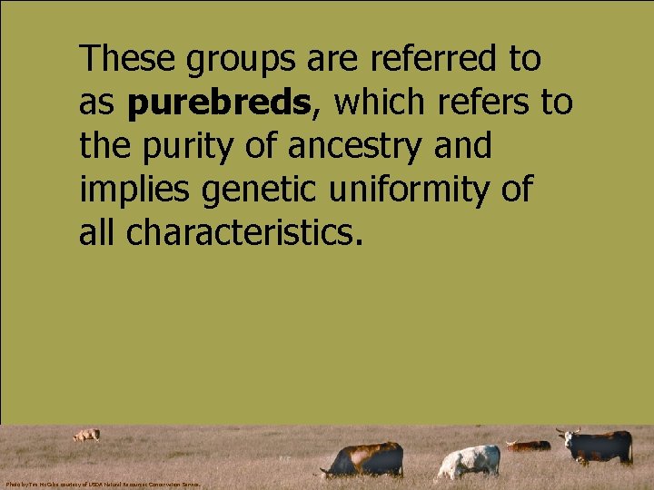 These groups are referred to as purebreds, which refers to the purity of ancestry