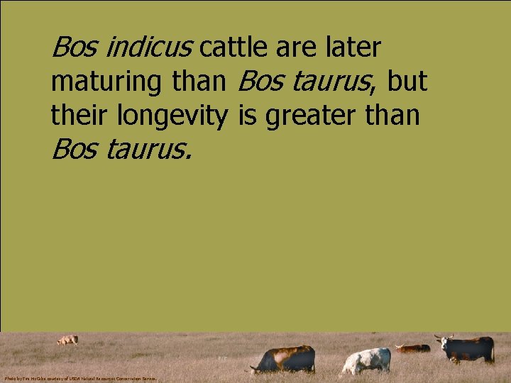 Bos indicus cattle are later maturing than Bos taurus, but their longevity is greater