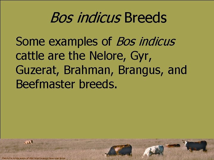 Bos indicus Breeds Some examples of Bos indicus cattle are the Nelore, Gyr, Guzerat,