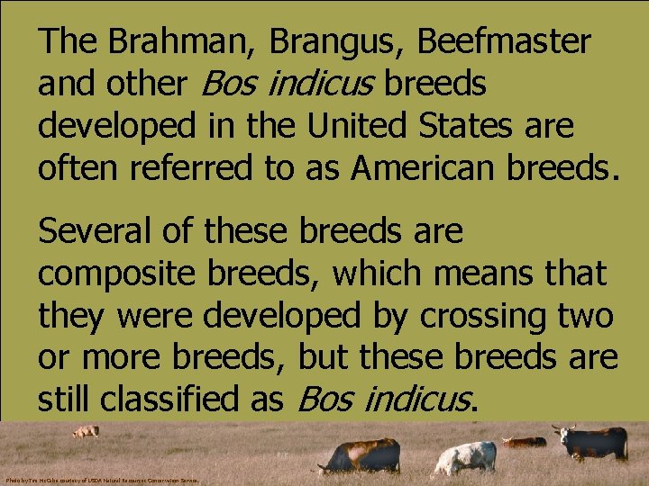 The Brahman, Brangus, Beefmaster and other Bos indicus breeds developed in the United States