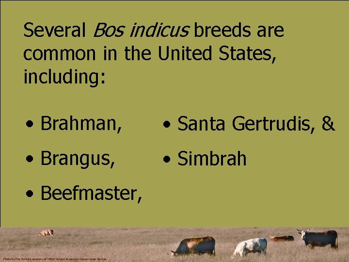 Several Bos indicus breeds are common in the United States, including: • Brahman, •