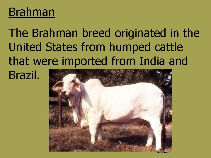 Brahman The Brahman breed originated in the United States from humped cattle that were