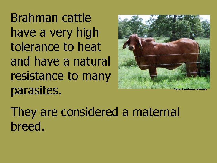 Brahman cattle have a very high tolerance to heat and have a natural resistance