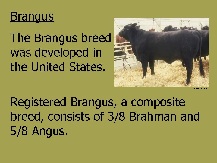 Brangus The Brangus breed was developed in the United States. Photo from IMS. Registered