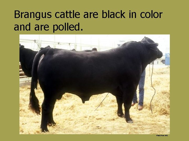 Brangus cattle are black in color and are polled. Photo from IMS. 