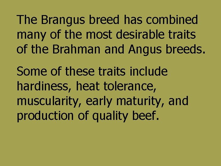 The Brangus breed has combined many of the most desirable traits of the Brahman