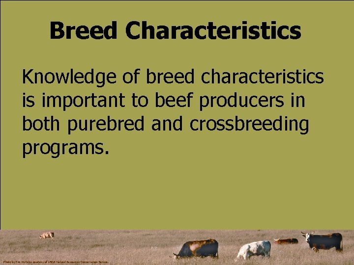 Breed Characteristics Knowledge of breed characteristics is important to beef producers in both purebred