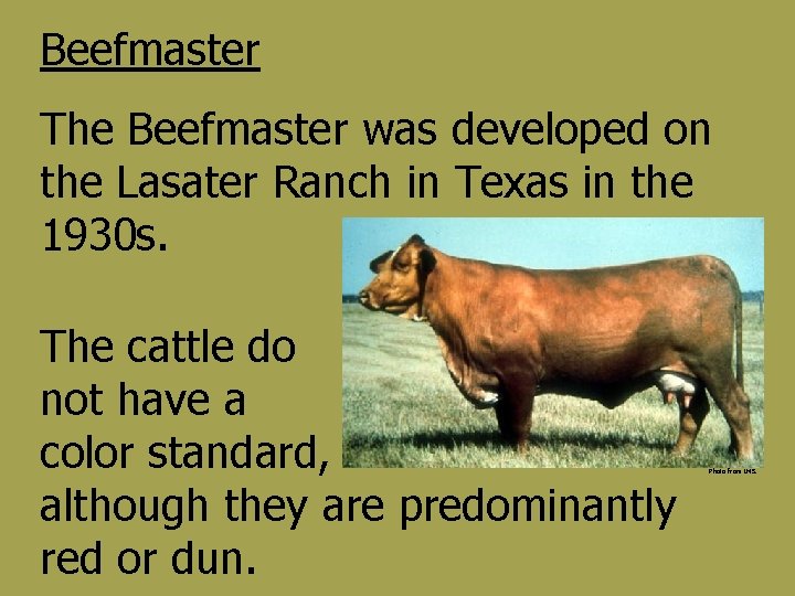 Beefmaster The Beefmaster was developed on the Lasater Ranch in Texas in the 1930