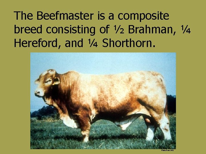 The Beefmaster is a composite breed consisting of ½ Brahman, ¼ Hereford, and ¼