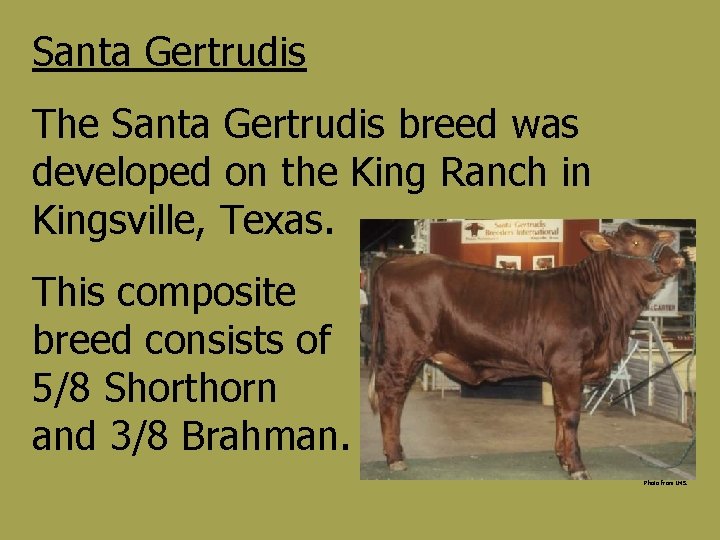 Santa Gertrudis The Santa Gertrudis breed was developed on the King Ranch in Kingsville,