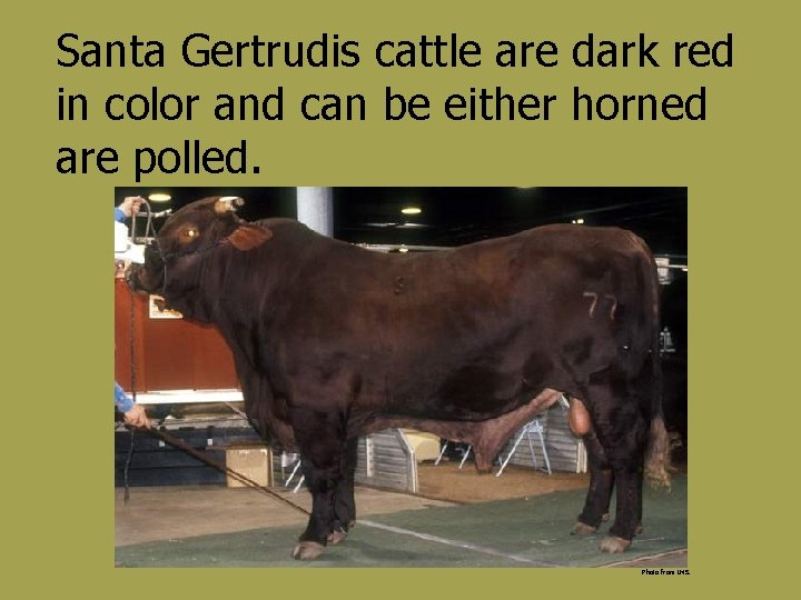 Santa Gertrudis cattle are dark red in color and can be either horned are