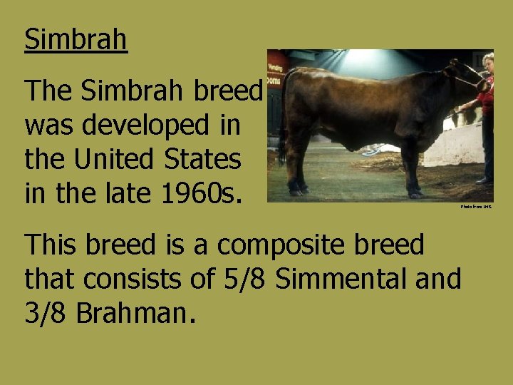 Simbrah The Simbrah breed was developed in the United States in the late 1960