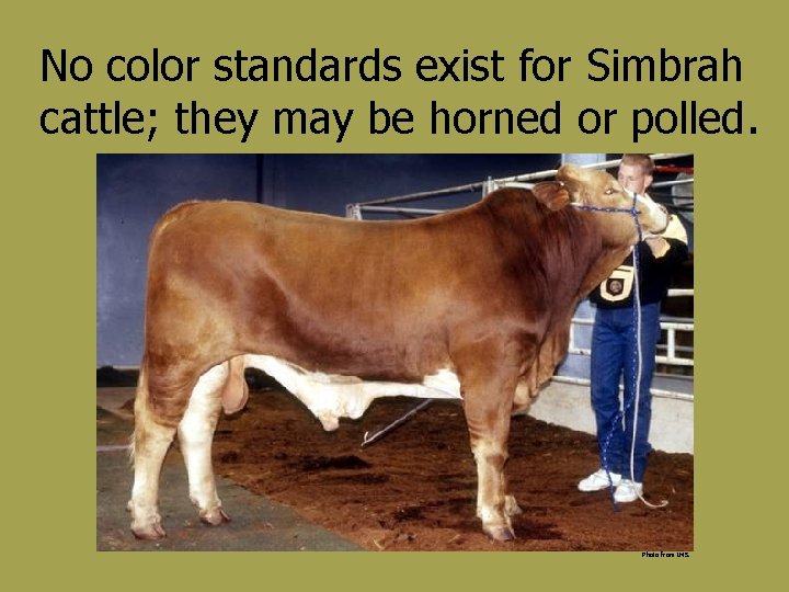 No color standards exist for Simbrah cattle; they may be horned or polled. Photo