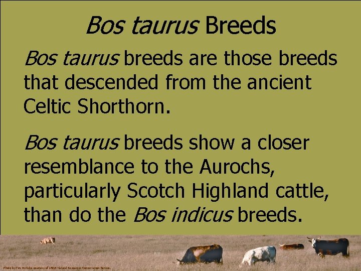 Bos taurus Breeds Bos taurus breeds are those breeds that descended from the ancient