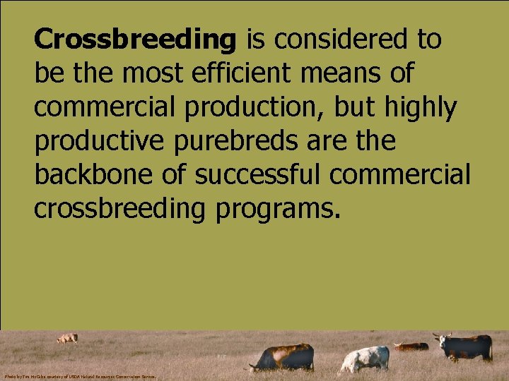 Crossbreeding is considered to be the most efficient means of commercial production, but highly