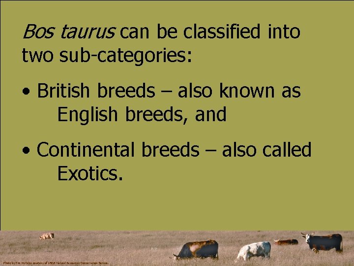 Bos taurus can be classified into two sub-categories: • British breeds – also known
