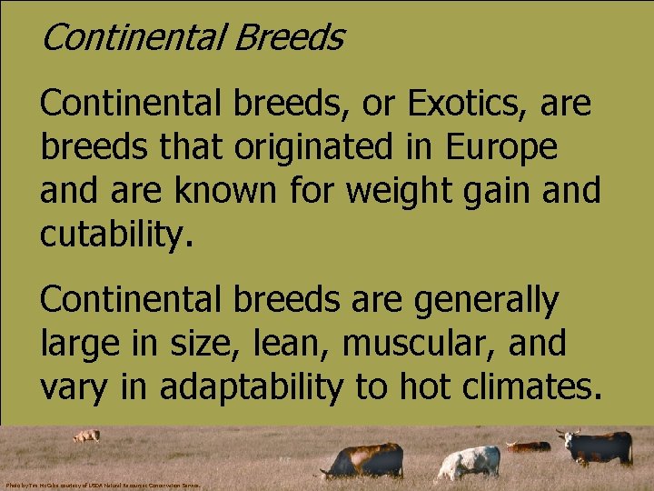 Continental Breeds Continental breeds, or Exotics, are breeds that originated in Europe and are