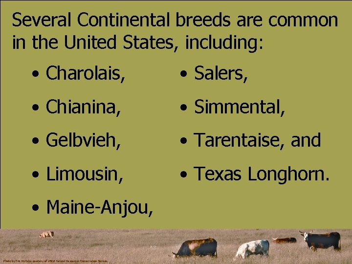 Several Continental breeds are common in the United States, including: • Charolais, • Salers,