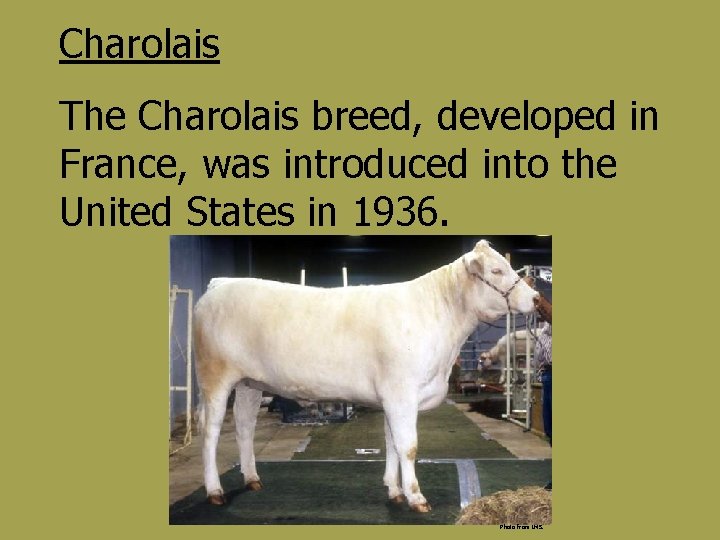 Charolais The Charolais breed, developed in France, was introduced into the United States in