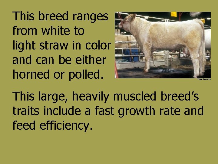 This breed ranges from white to light straw in color and can be either