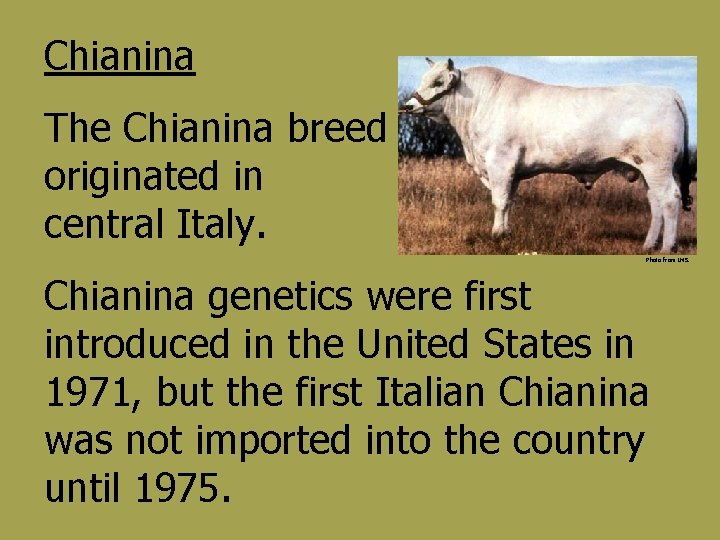 Chianina The Chianina breed originated in central Italy. Photo from IMS. Chianina genetics were