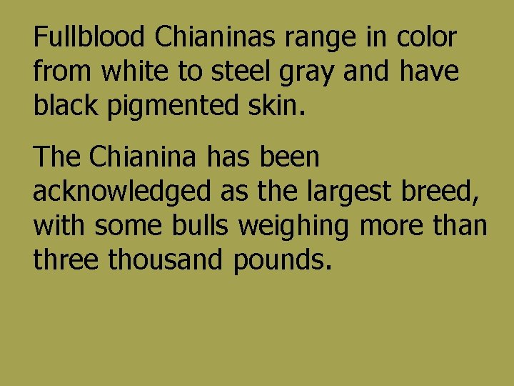 Fullblood Chianinas range in color from white to steel gray and have black pigmented
