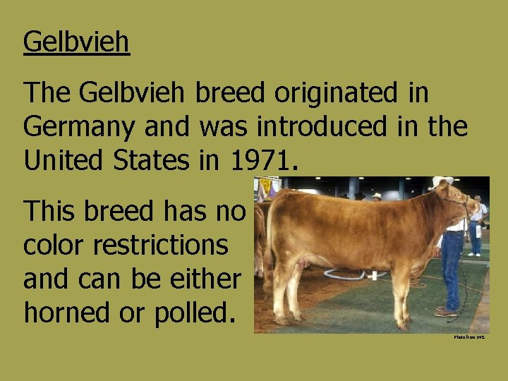 Gelbvieh The Gelbvieh breed originated in Germany and was introduced in the United States