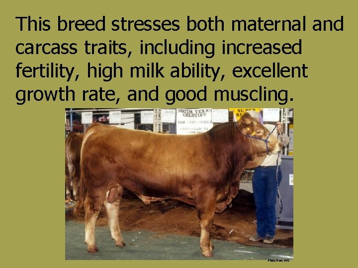 This breed stresses both maternal and carcass traits, including increased fertility, high milk ability,
